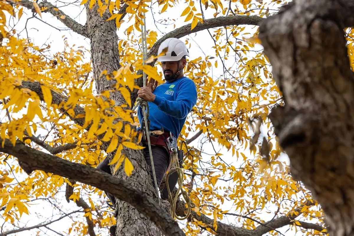 Skilled Tree Transplanting crew working in Kempton